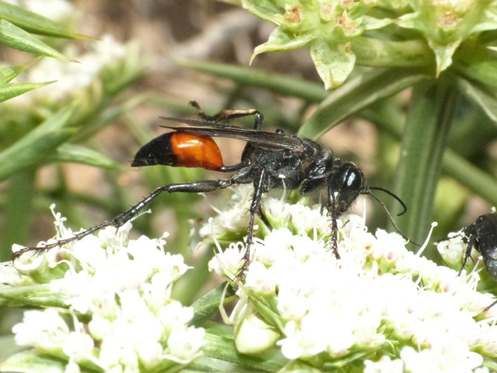 Quale Sphex? No. femmina di Palmodes occitanicus